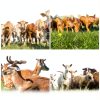 Livestock Scratch Brush Kit KUNBEIEN Horse Brush 304 Yellow/Green-6